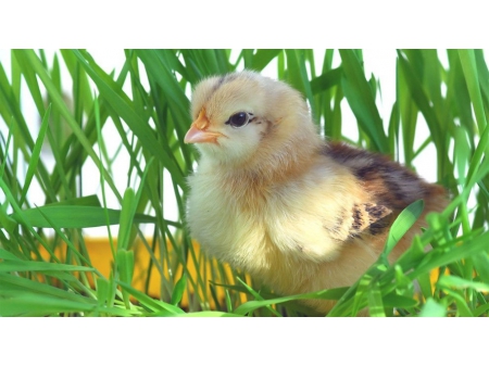ESSENTION™ Etyl Ester của Axit β-Apo-8'-Carotenoic