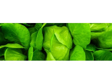 Máy trồng cây, Máy trồng rau