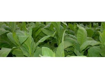 Máy trồng cây, Máy trồng cây thuốc lá